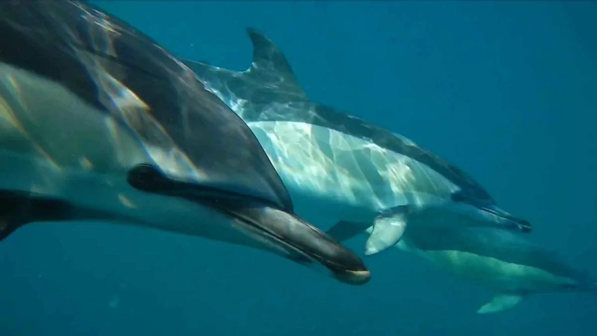Dolphins surfacing beside a speedboat off the Lisbon coast on a dolphin watching ocean safari with a marine biologist