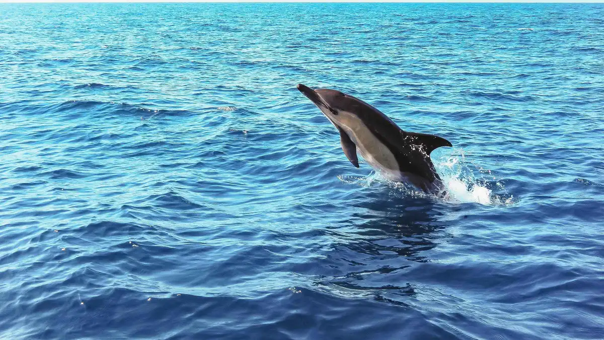 Bottlenose dolphins beside a fast boat off the Arrábida cliffs on a Sesimbra day trip from Lisbon, Portugal