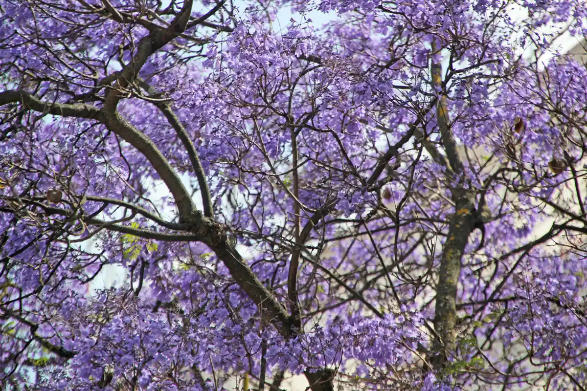 A jacaranda tree in full purple bloom in Lisbon, the flowers that mark late May and June in the city